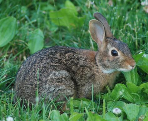 rabbit cam|Live Rabbit Webcams